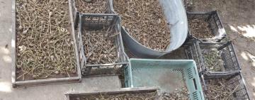  У жителя Килийского района полицейские изъяли около 4-х килограммов снотворного мака